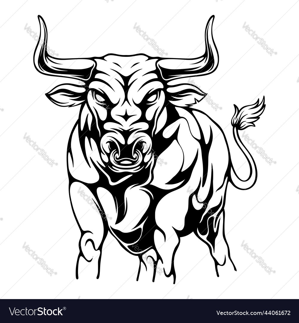 Bull is in an angry position and ready to run Vector Image