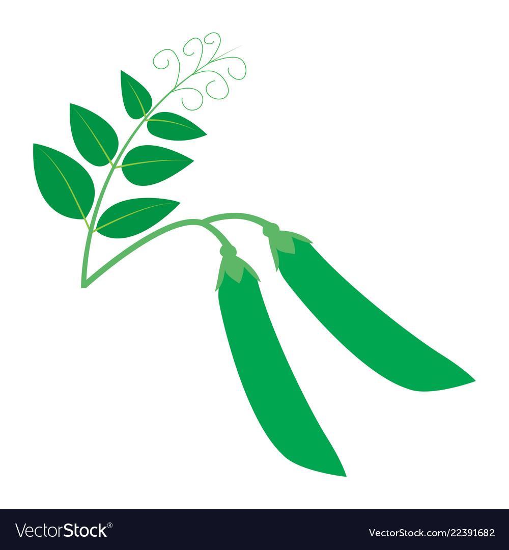 Green peas isolated on white background Royalty Free Vector