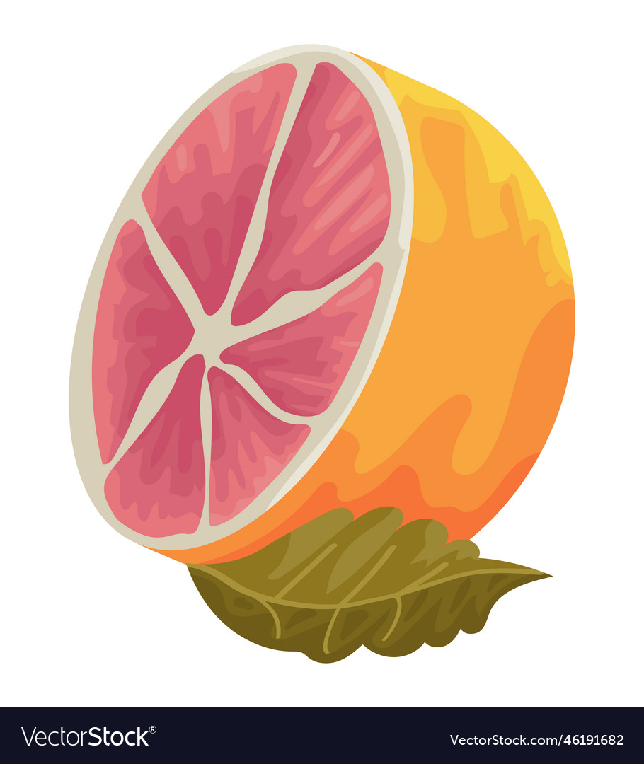 Pink grapefruit with leaf Royalty Free Vector Image