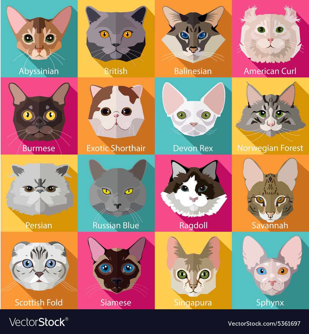 Set of flat popular breeds of cats icons Vector Image