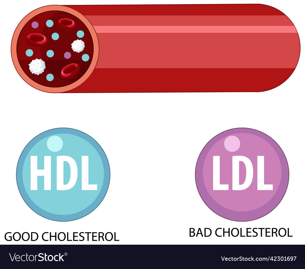 Types of cholesterol hdl and ldl Royalty Free Vector Image