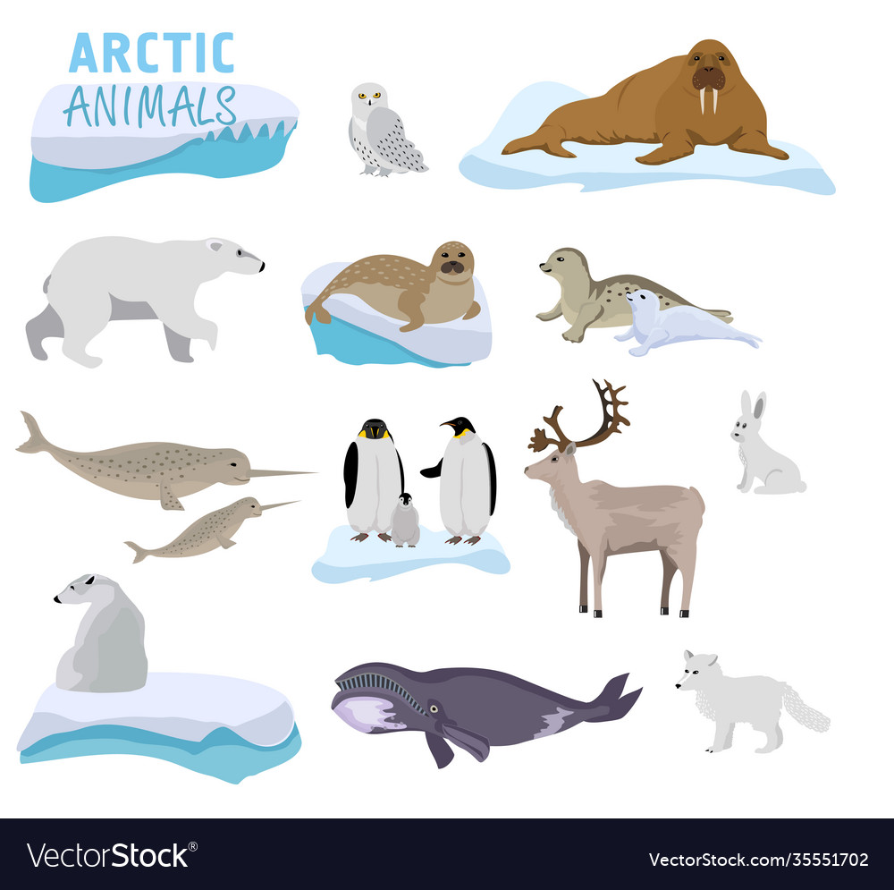 Arctic creature cartoon on blue background polar Vector Image