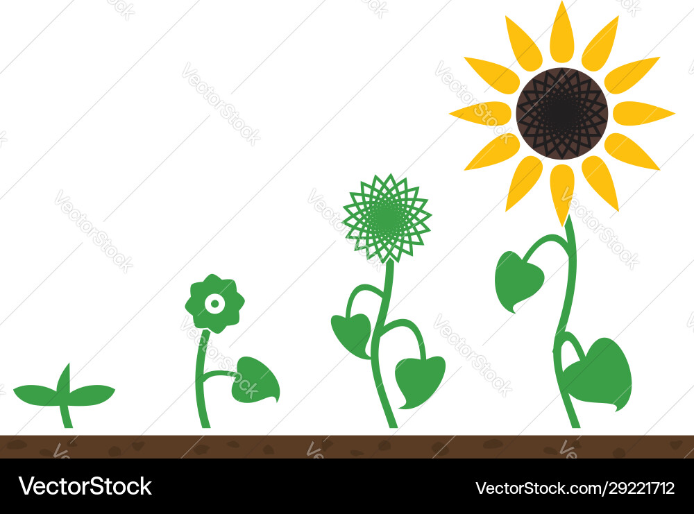 Sunflower Plant Growth Stages Royalty Free Vector Image