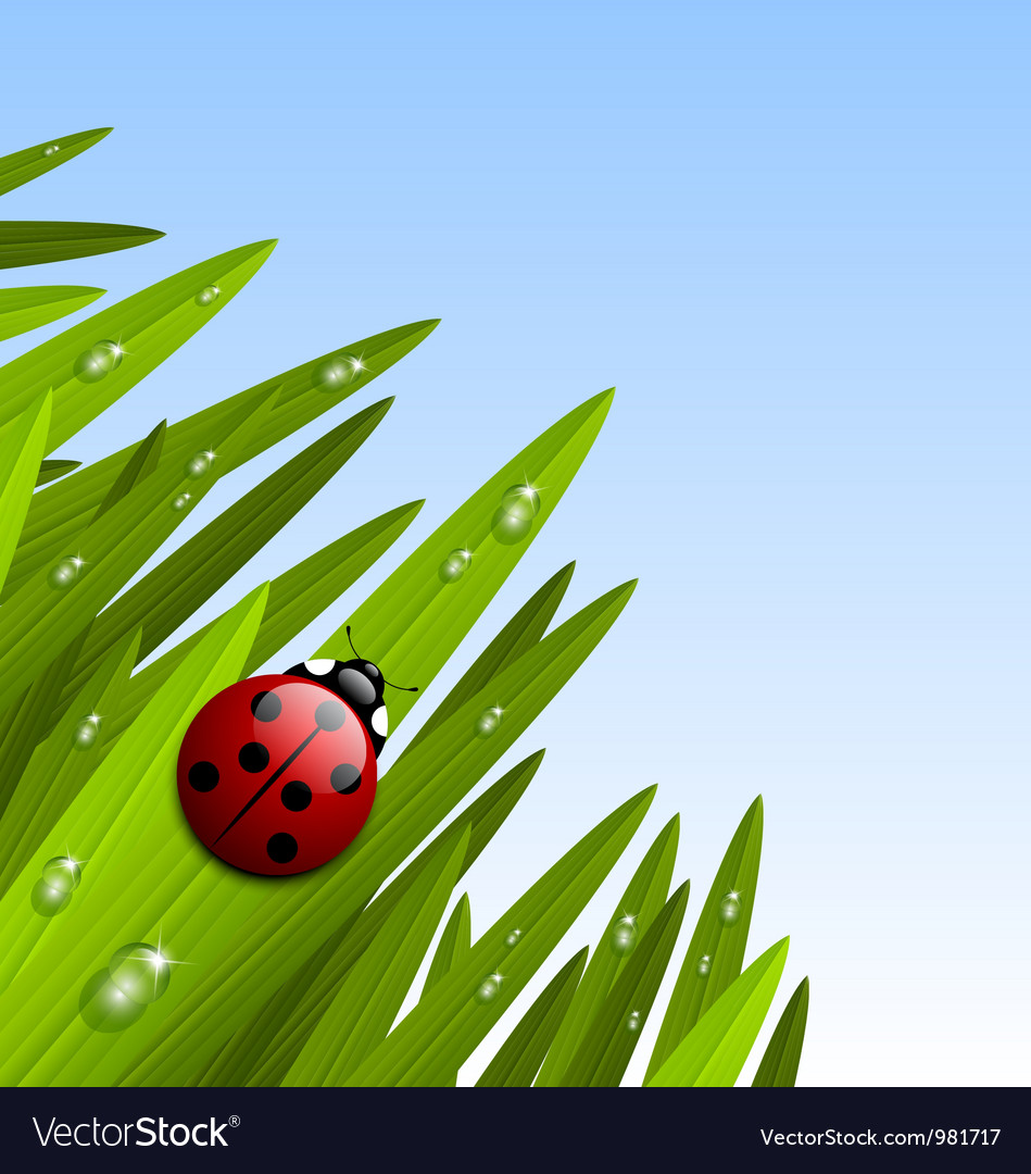 Ladybug Royalty Free Vector Image - VectorStock