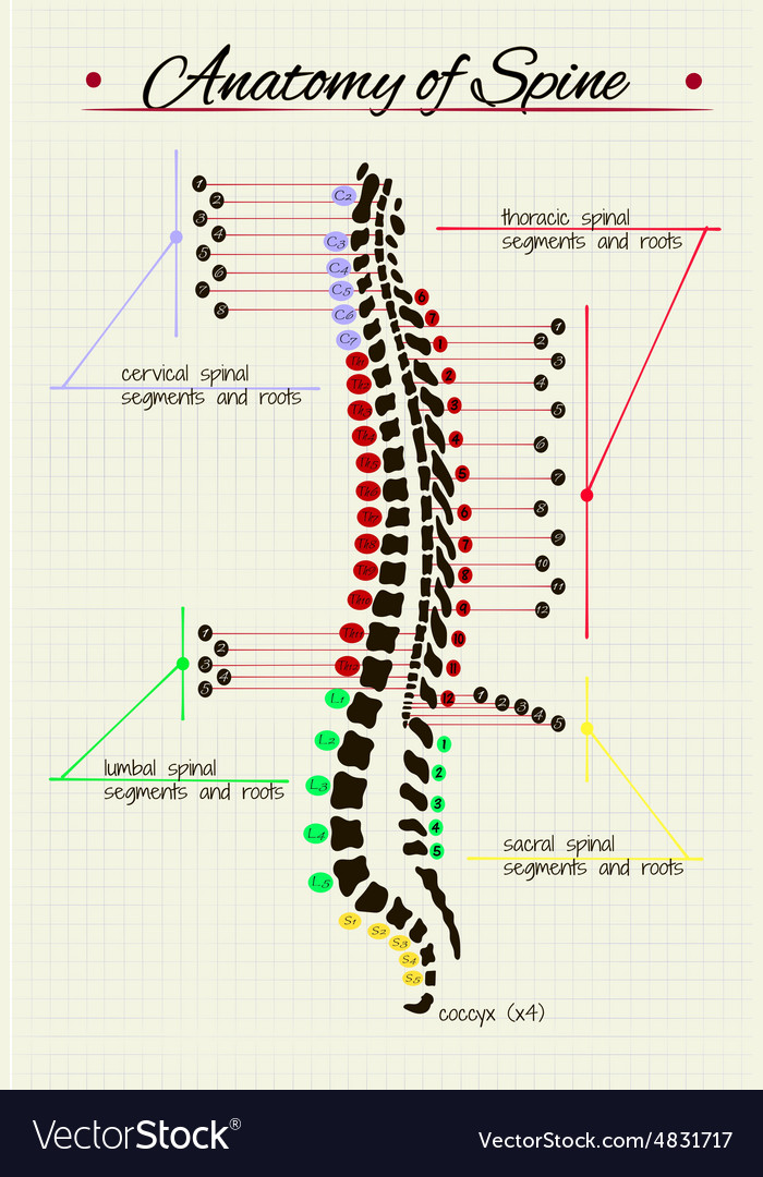 Spinal cord anatomy