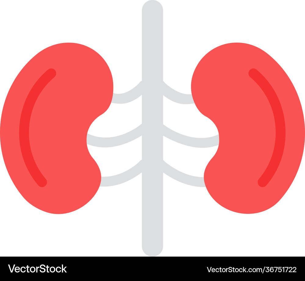 Kidney Function Vector Kidneys Royalty Free Vector Image - VectorStock
