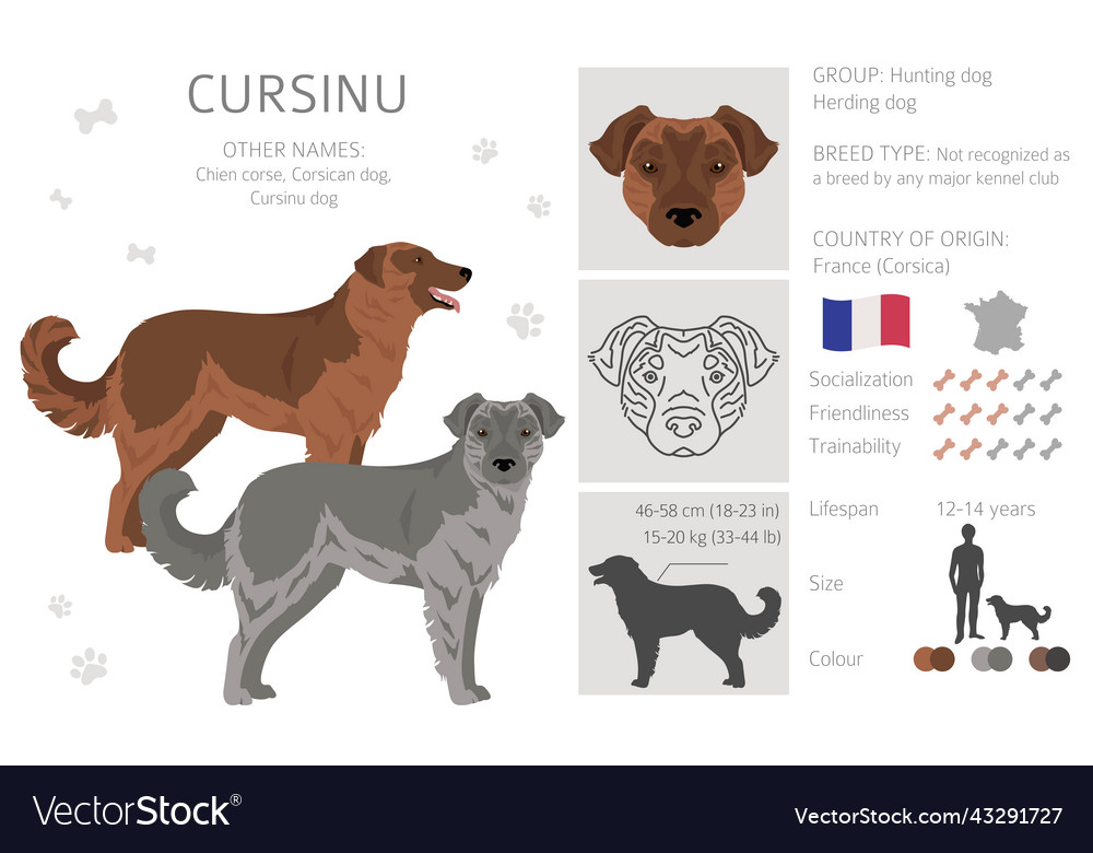 Cursinu Dog Clipart Different Poses Coat Colors Vector Image