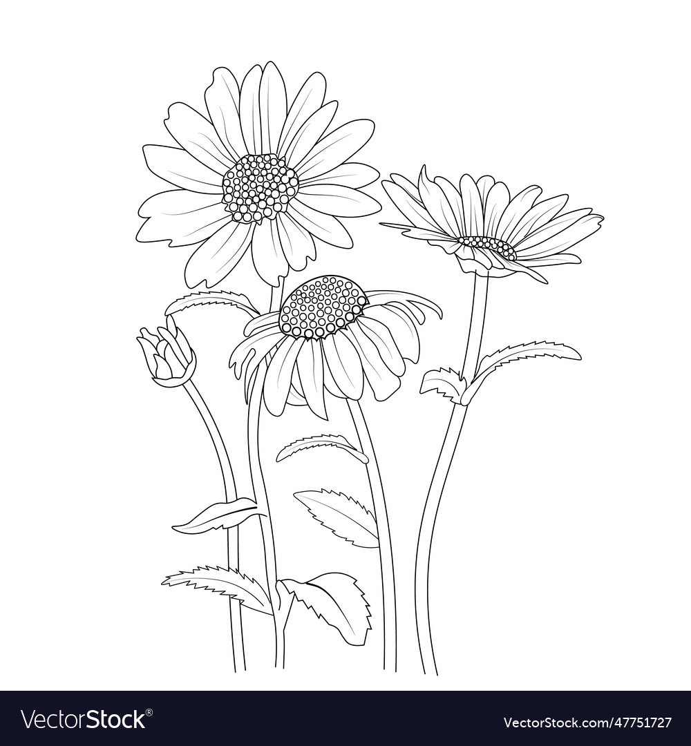 Outline simple daisy drawing daisy drawing Vector Image