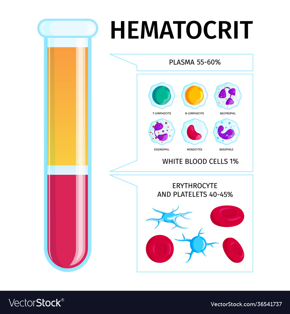 Blood cells plasma infographics royalty free vector image