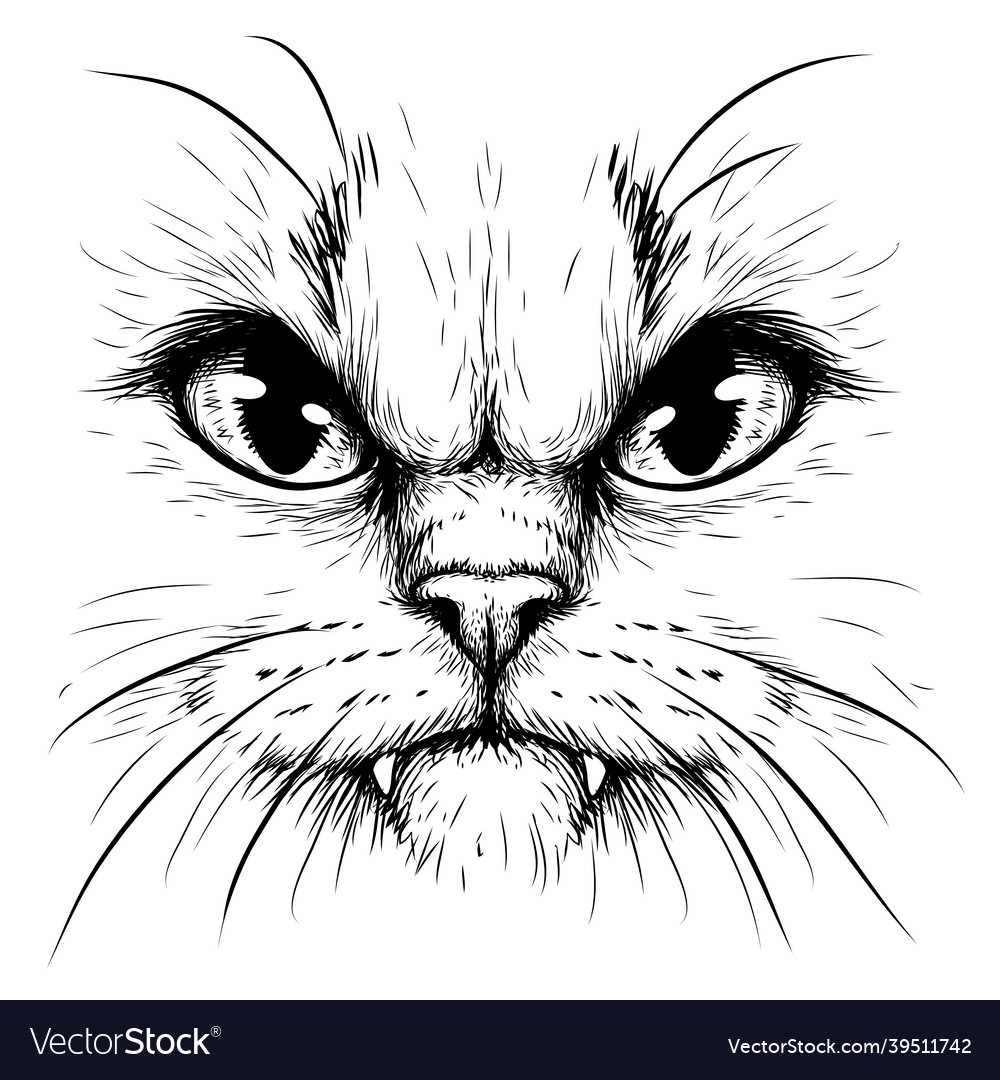 Angry Cat Drawing Stock Illustration - Download Image Now