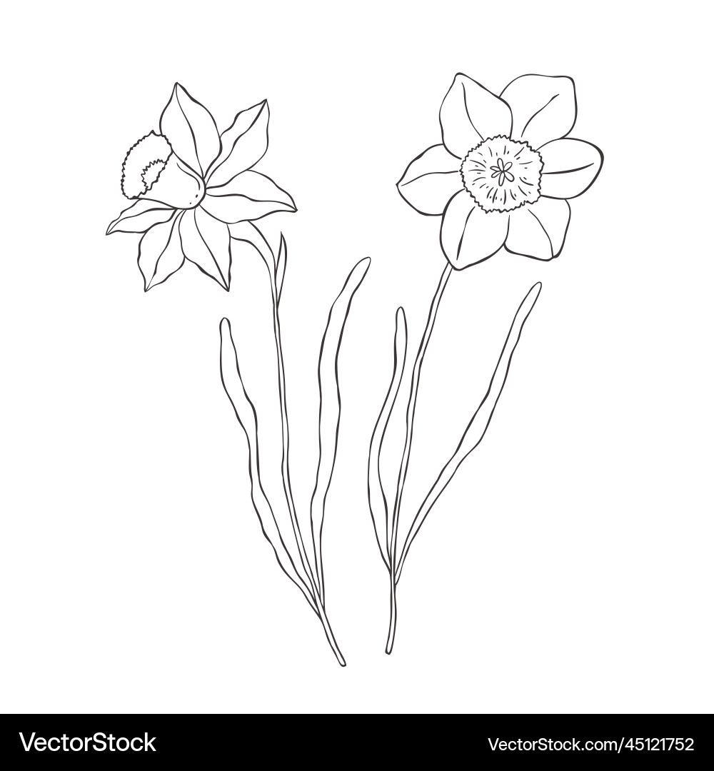Line art daffodil birth month flower Royalty Free Vector
