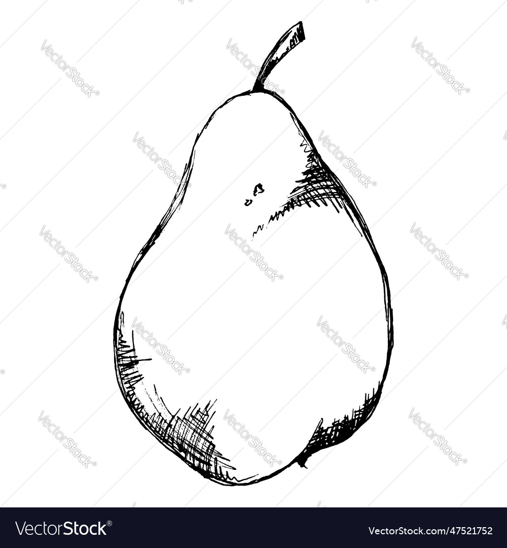 Monochrome pear fruit sketched line art Royalty Free Vector