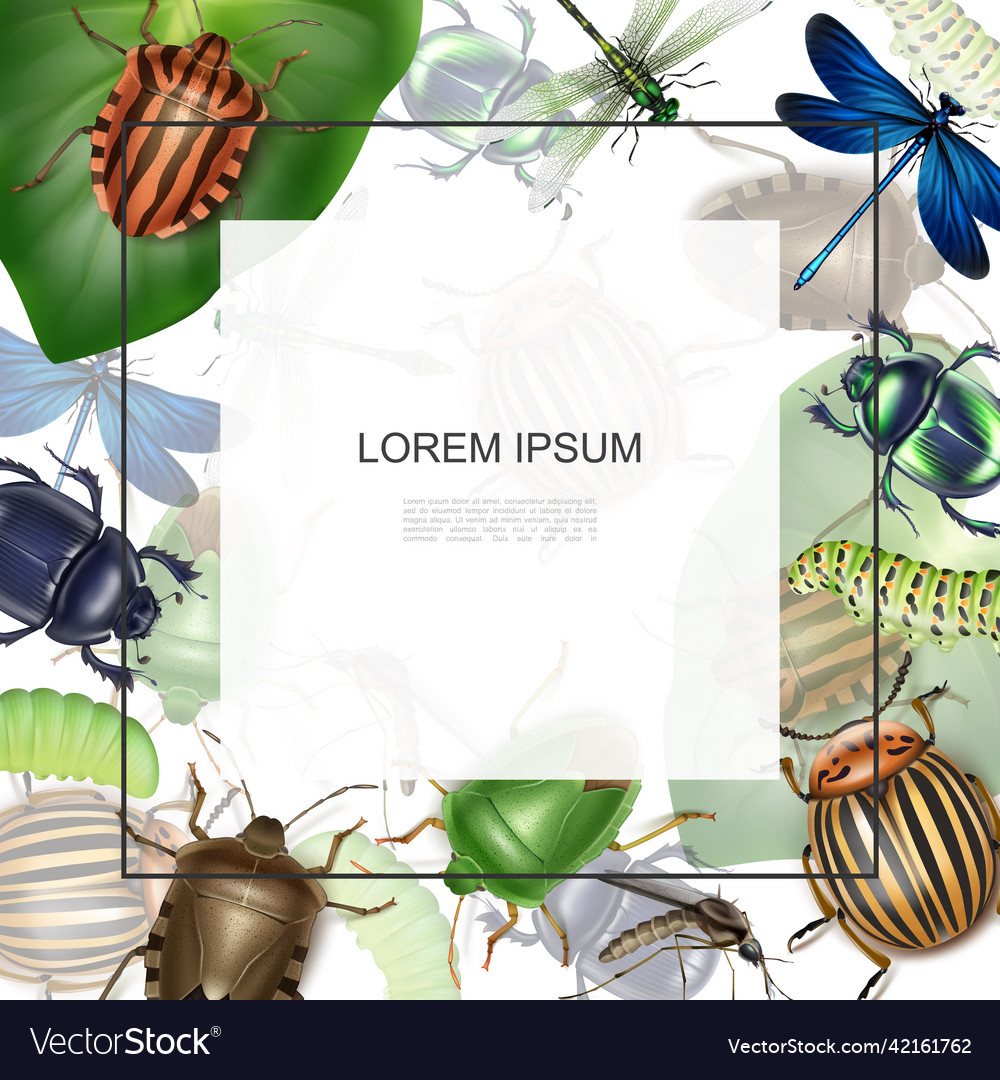 Realistic macro insects template Royalty Free Vector Image
