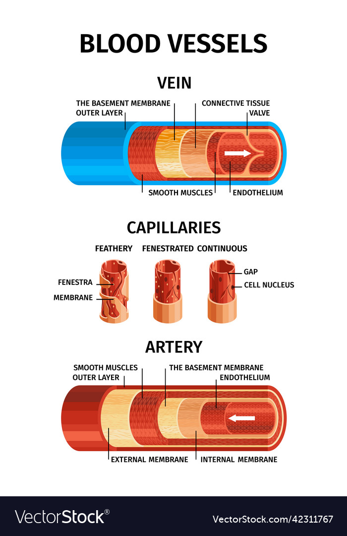 Realistic blood vessels composition Royalty Free Vector