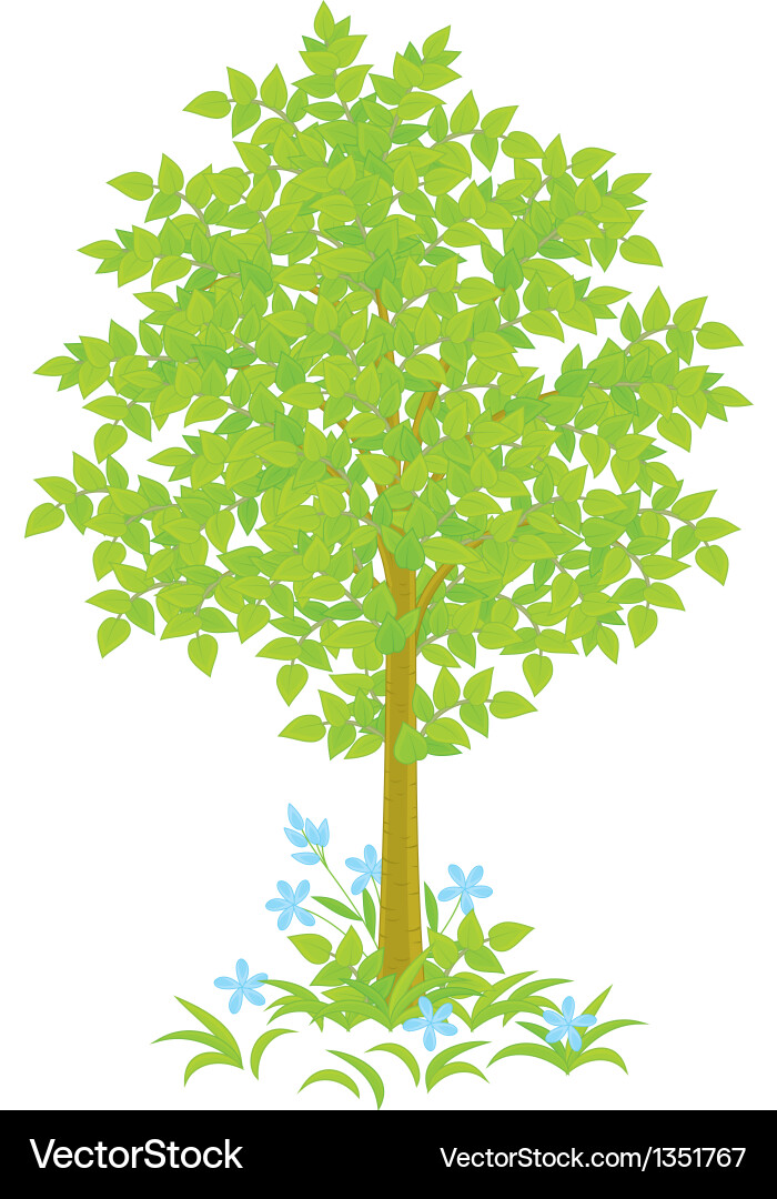 Tree Royalty Free Vector Image - VectorStock