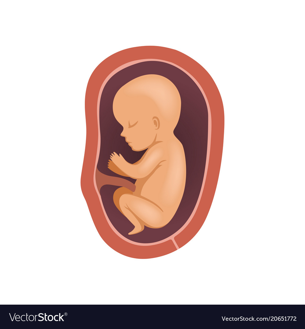 Animated Baby In Womb Cartoon