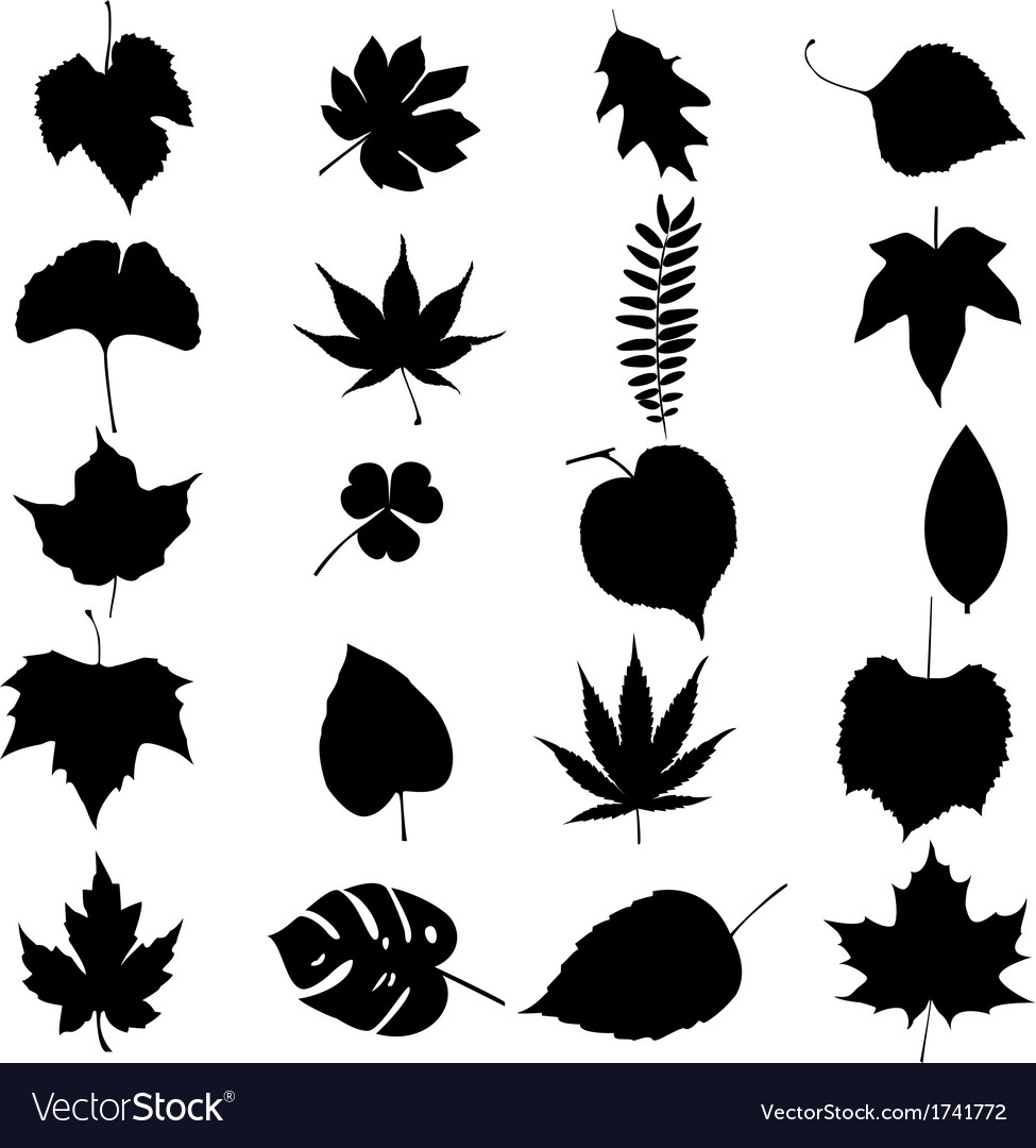 Leafs set Royalty Free Vector Image - VectorStock