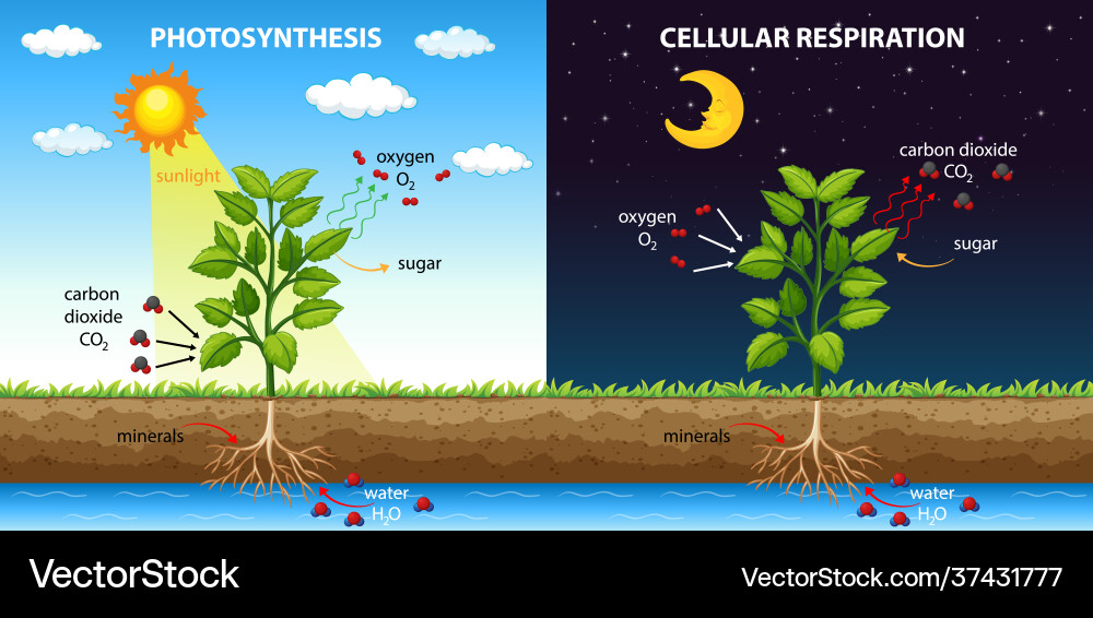 Diagram showing process photosynthesis and Vector Image