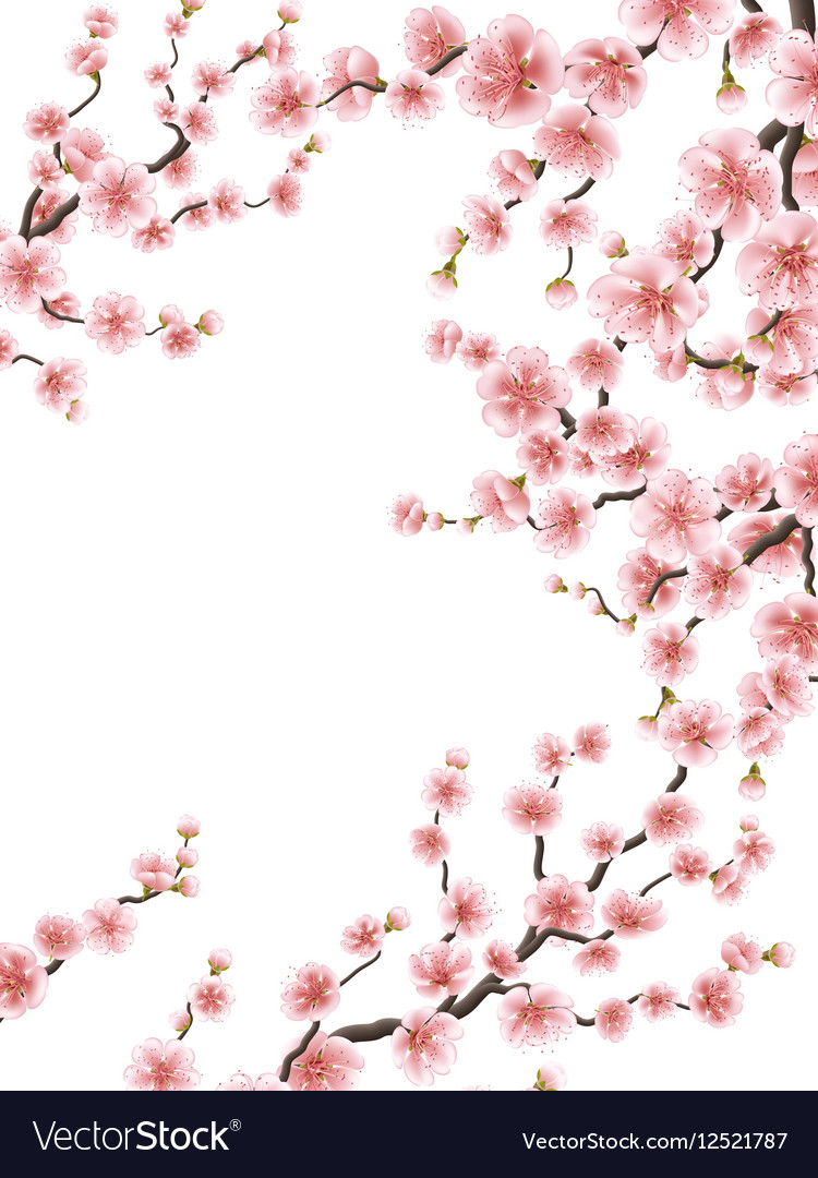 Blossom flower background