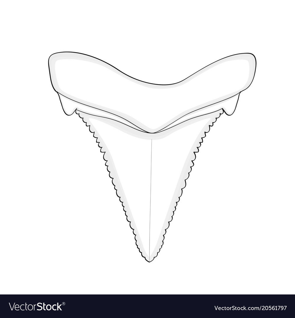 shark tooth drawing