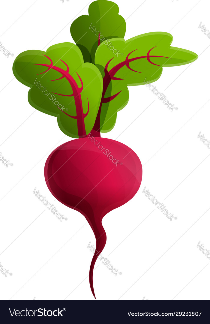 Raw beet icon cartoon style Royalty Free Vector Image Raw beet icon cartoon style Royalty Free Vector Image