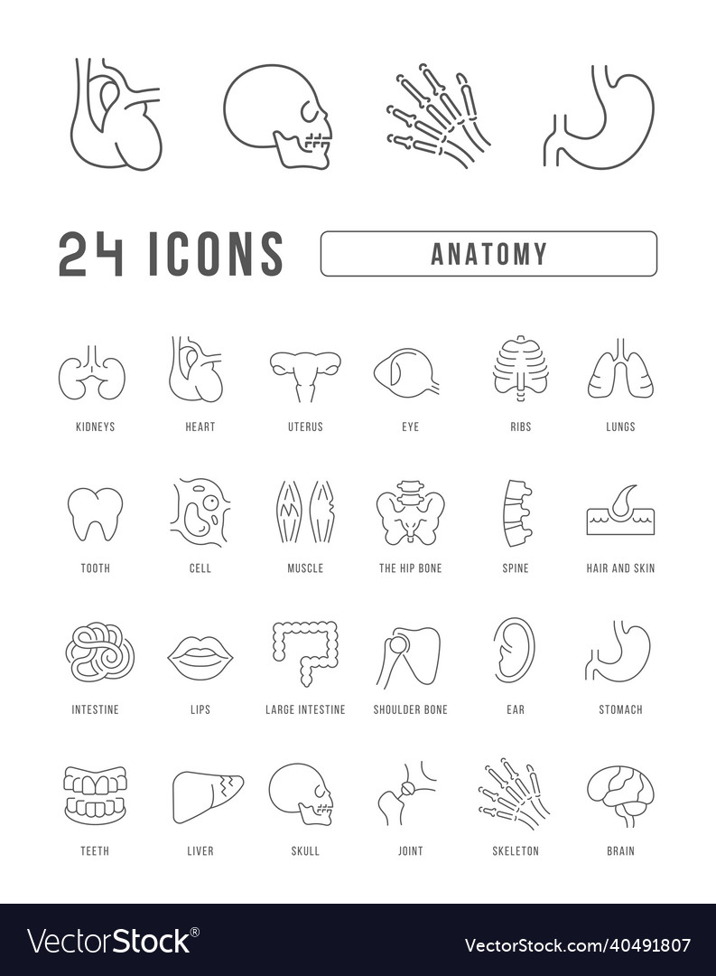 Set of linear icons anatomy Royalty Free Vector Image