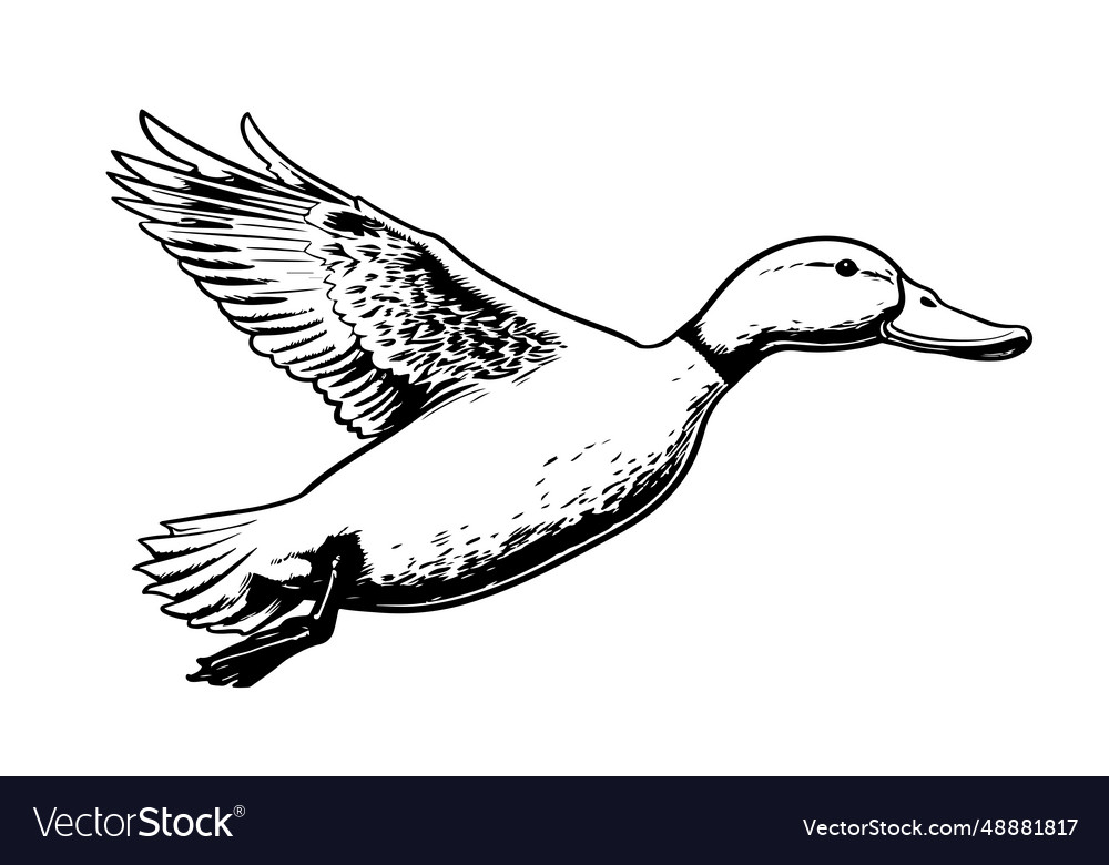 Duck flying sketch hand drawn Royalty Free Vector Image