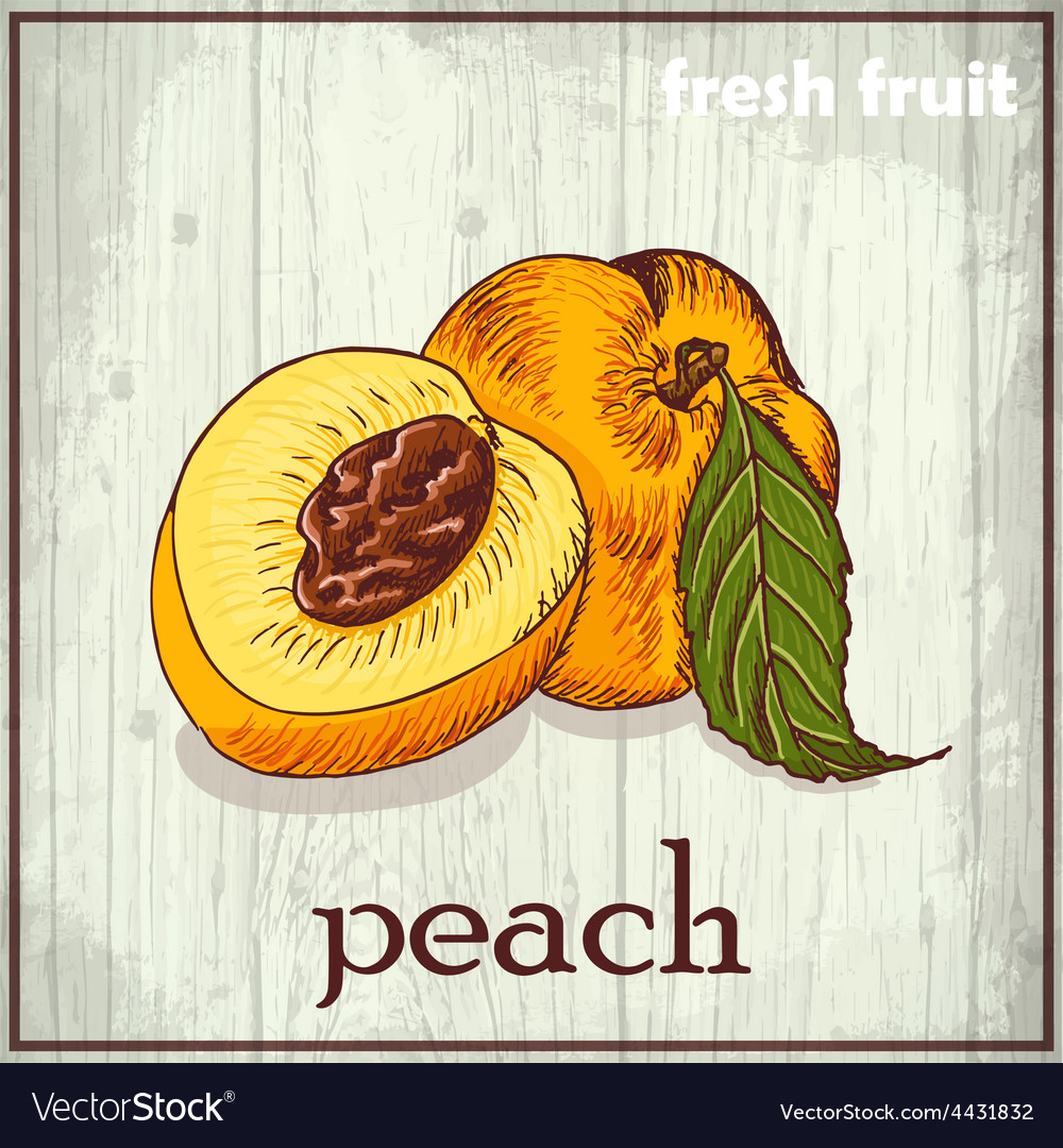 Hand drawing of peach fresh fruit sketch Vector Image