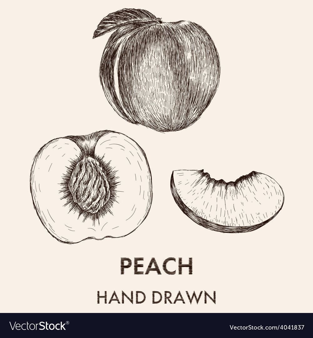Sketch of whole peach half and segment hand drawn Vector Image