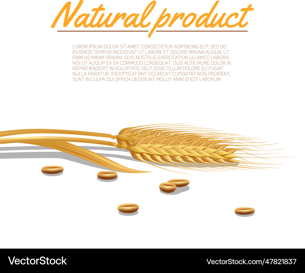 Wheat ear Royalty Free Vector Image - VectorStock