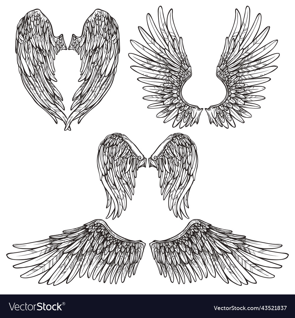 Wings sketch set Royalty Free Vector Image - VectorStock