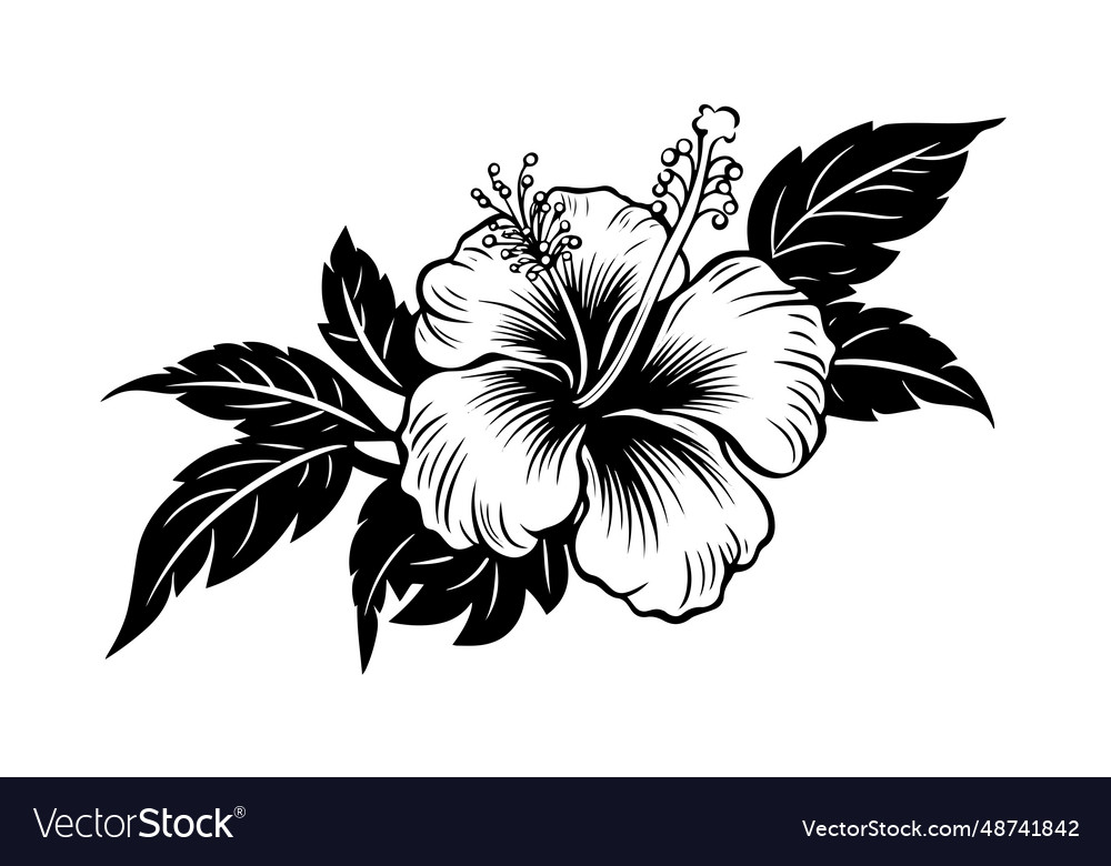 Hibiscus flowers in a vintage woodcut engraved Vector Image