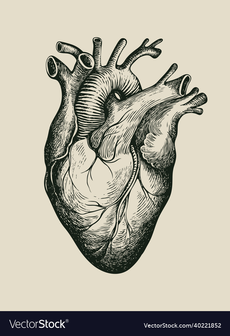 Human Heart Pencil Drawings