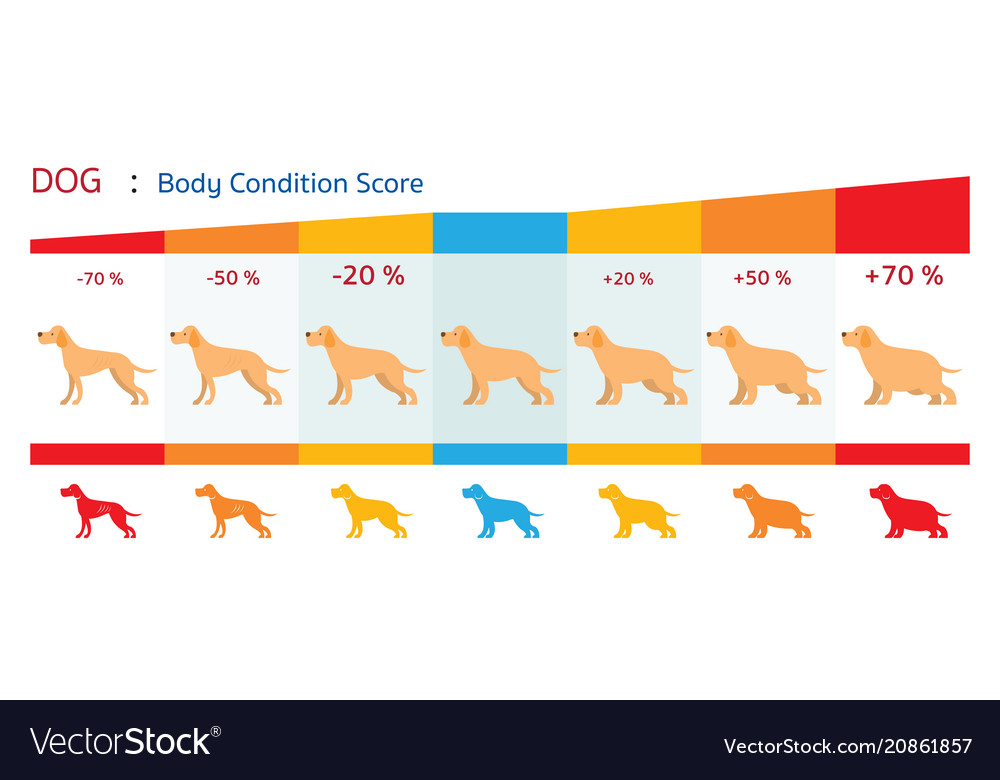 dog-body-condition-score-royalty-free-vector-image