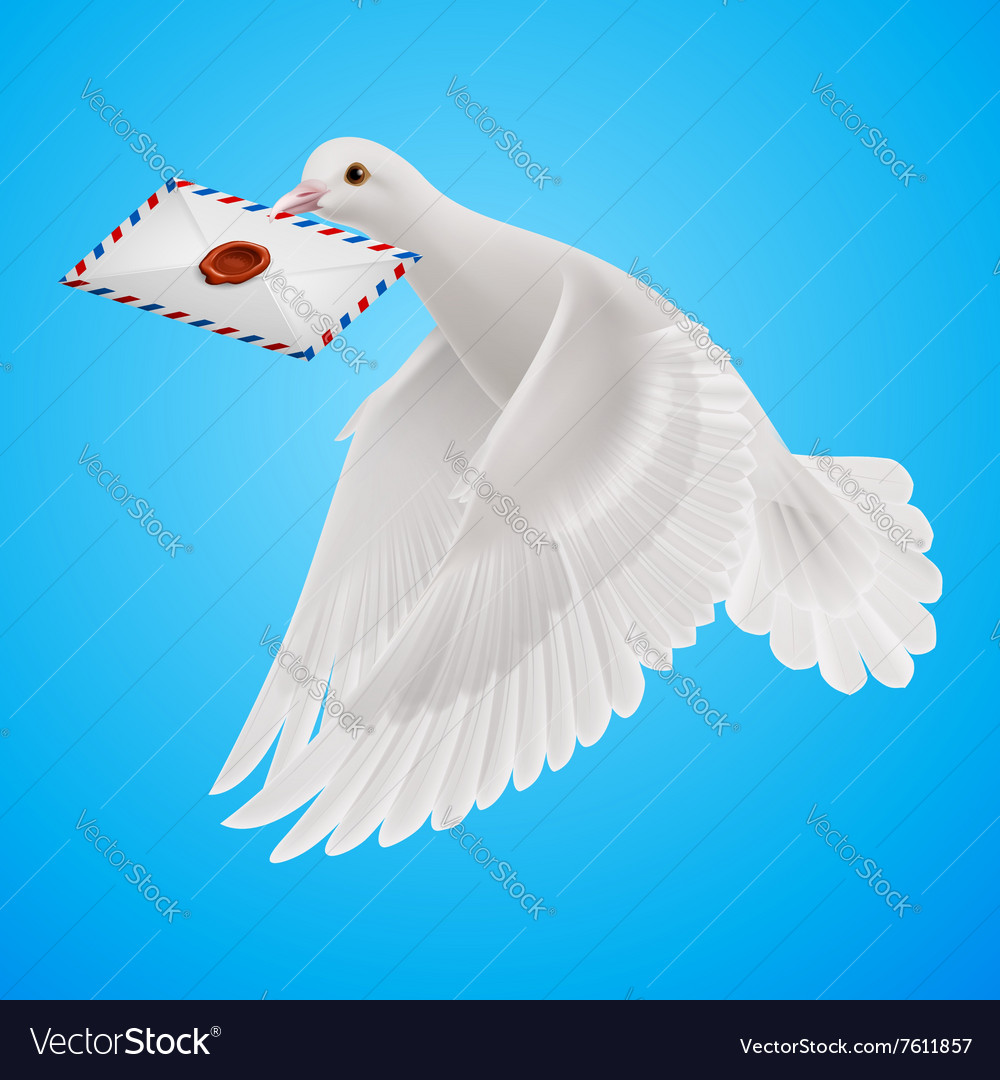 Dove white Royalty Free Vector Image - VectorStock