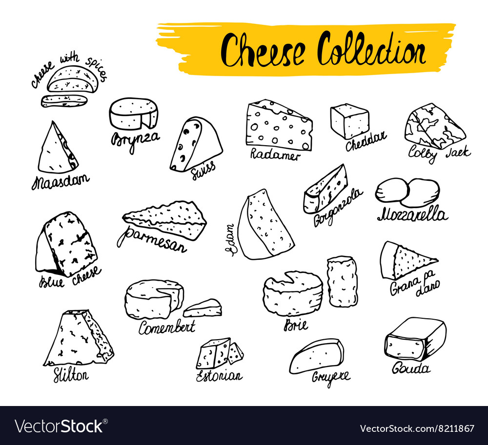 Cheese types Royalty Free Vector Image - VectorStock