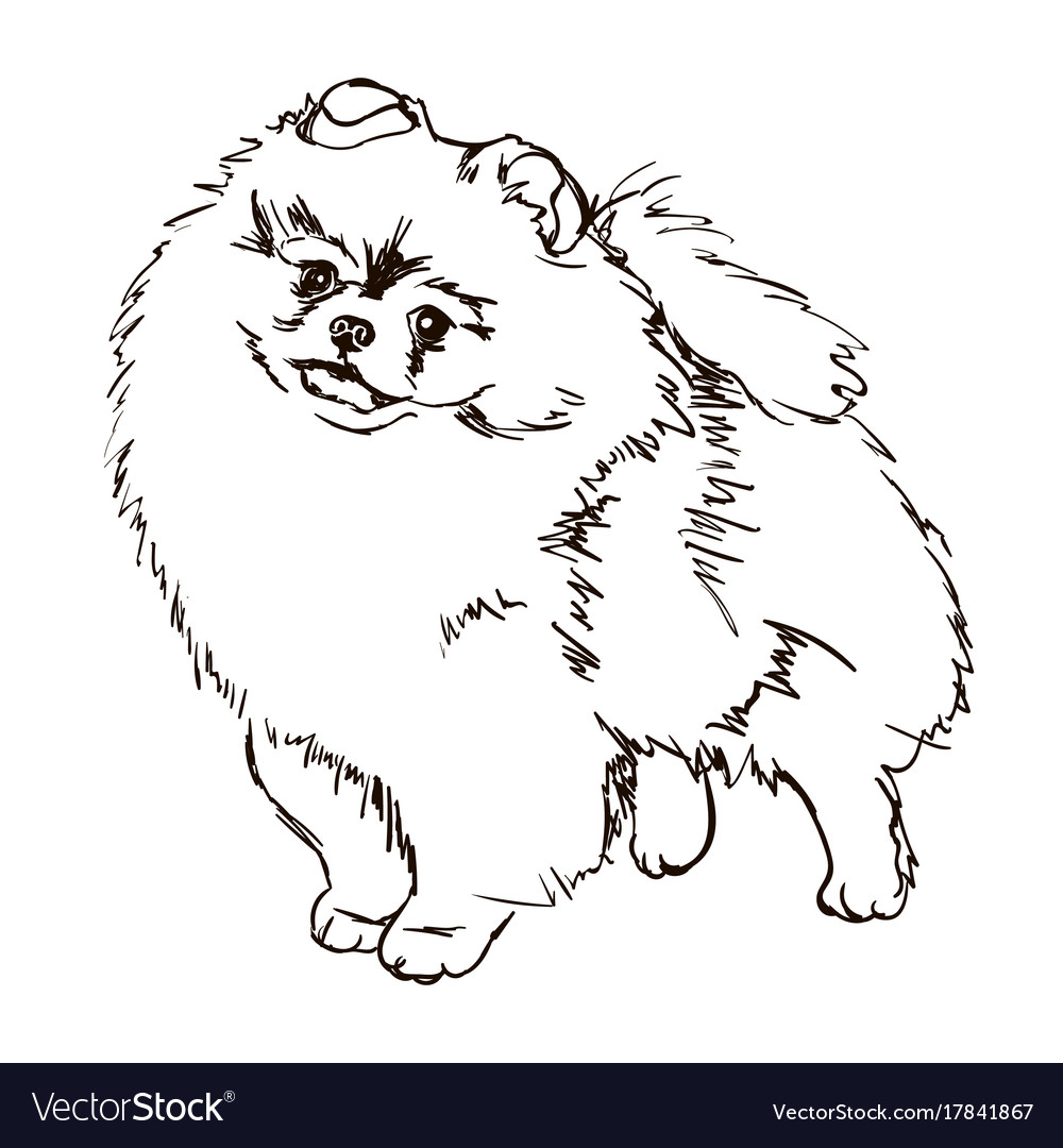 Pomeranian SVG PNG DXF Download Pomeranian Vector Clipart Printable 