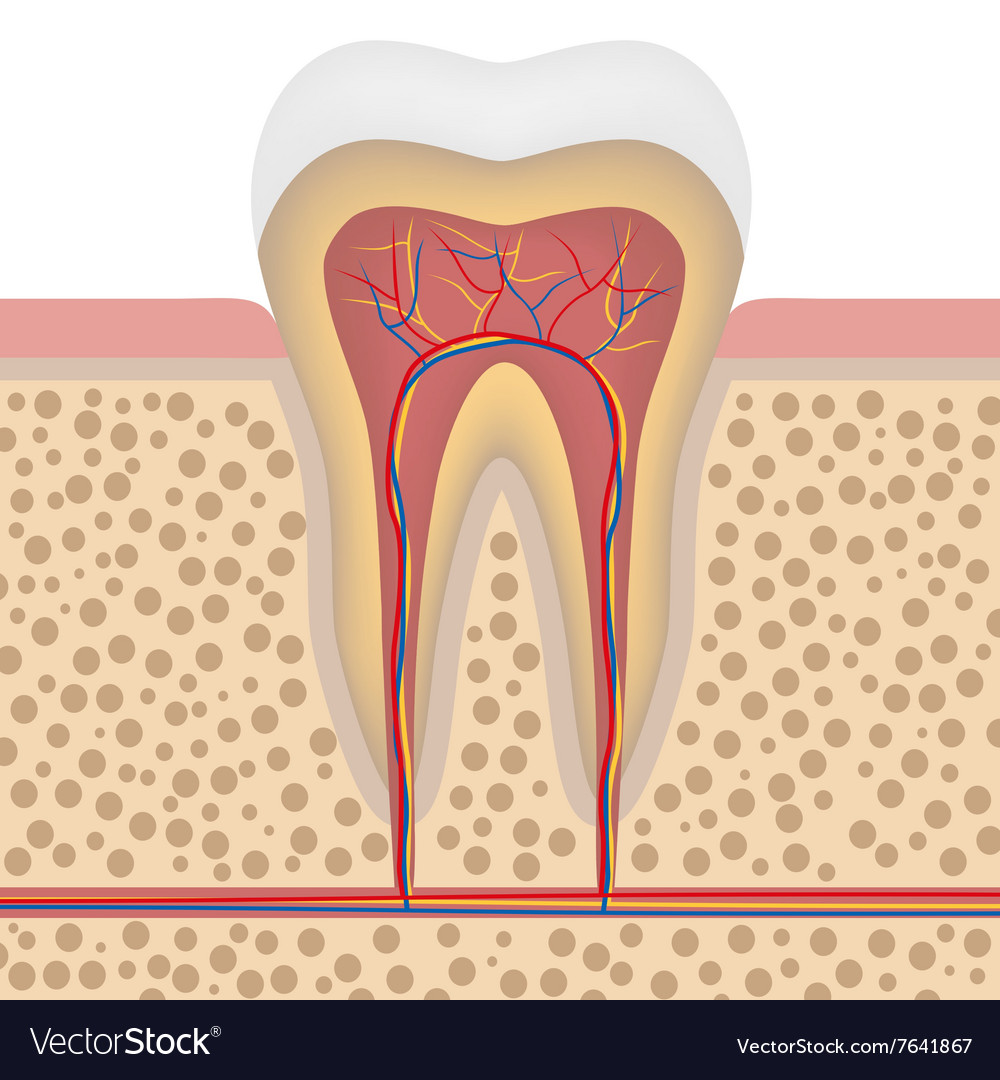 Healthy white tooth detailed anatomy Royalty Free Vector