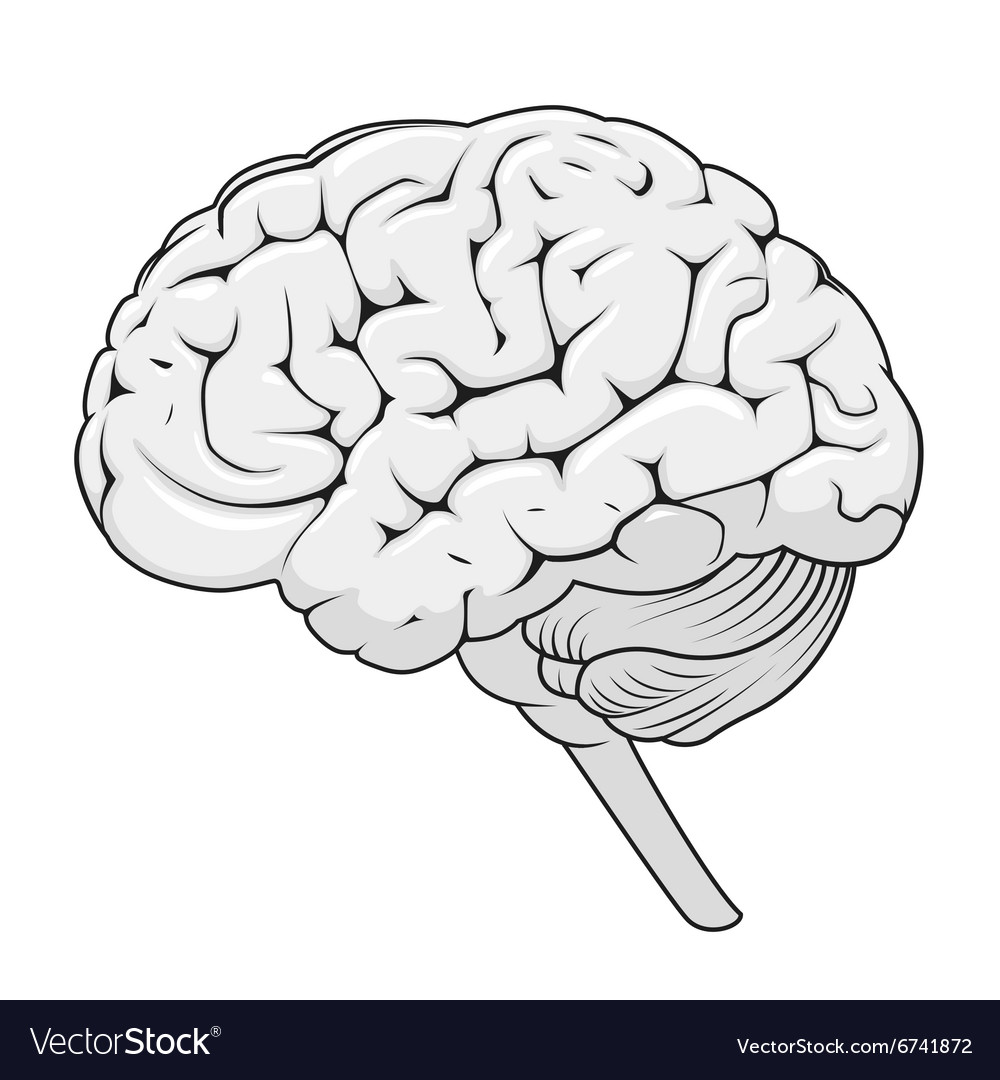 Structure of human brain schematic Royalty Free Vector Image