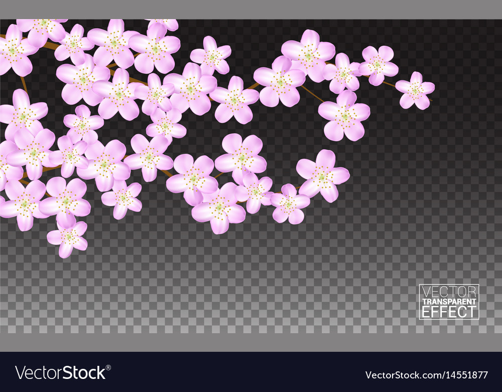 Pink Sakura Flowers Cherry Transparent Background Vector Image