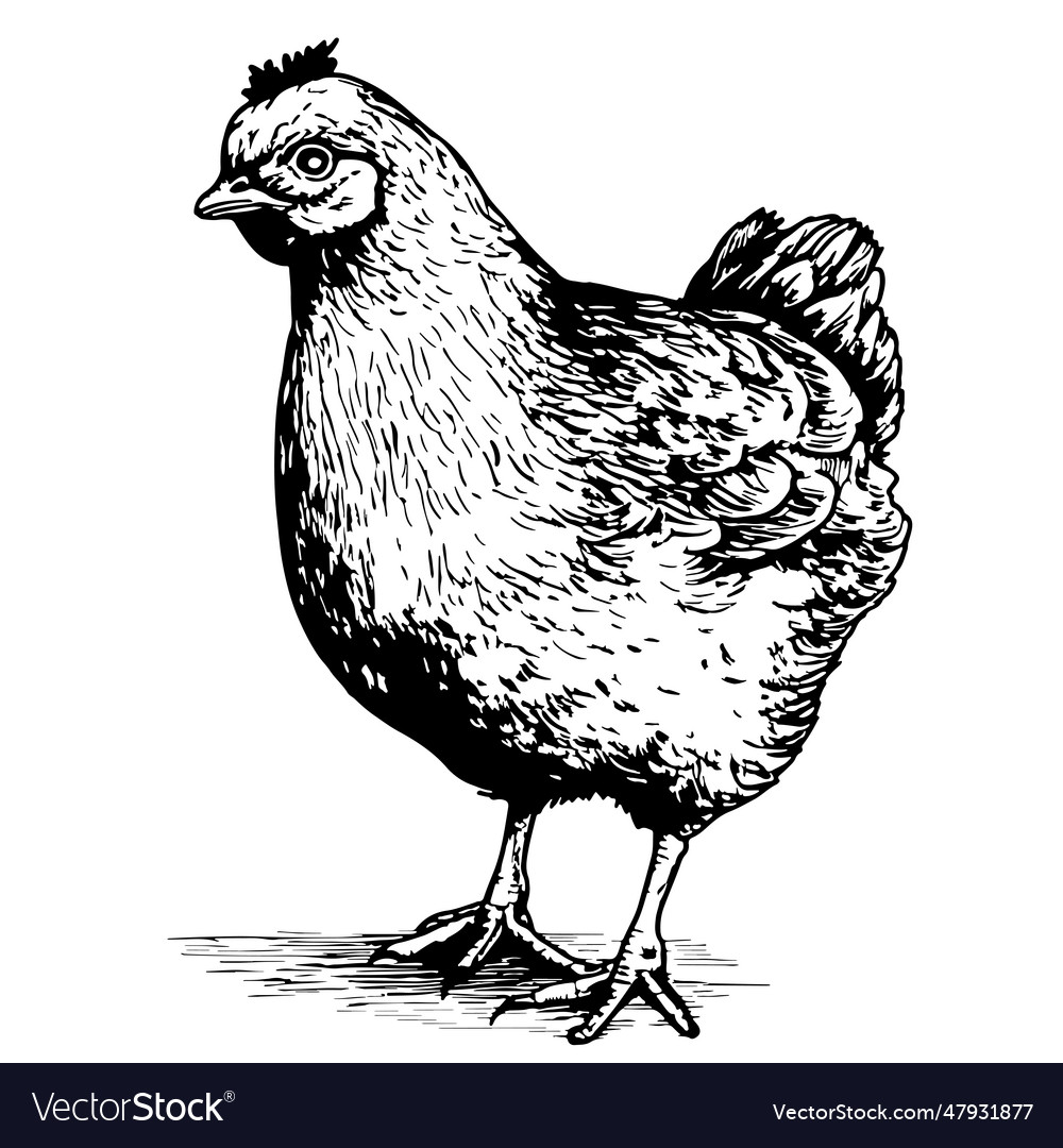 Young hen chicken farm hand drawn sketch Vector Image