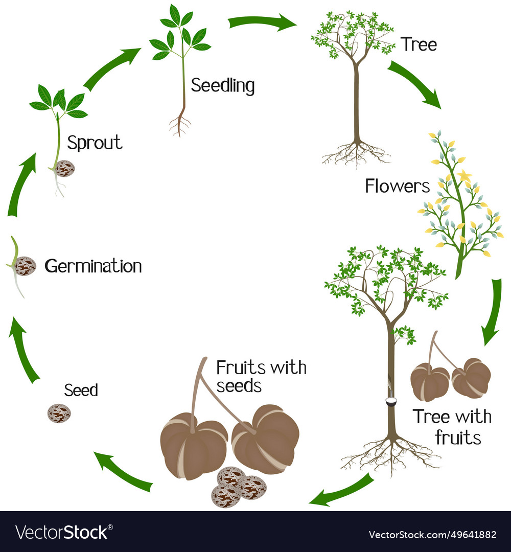 A growth cycle of rubber tree hevea brasiliensis Vector Image