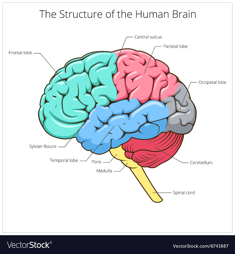 Structure Of Human Brain Schematic Royalty Free Vector Image 8224