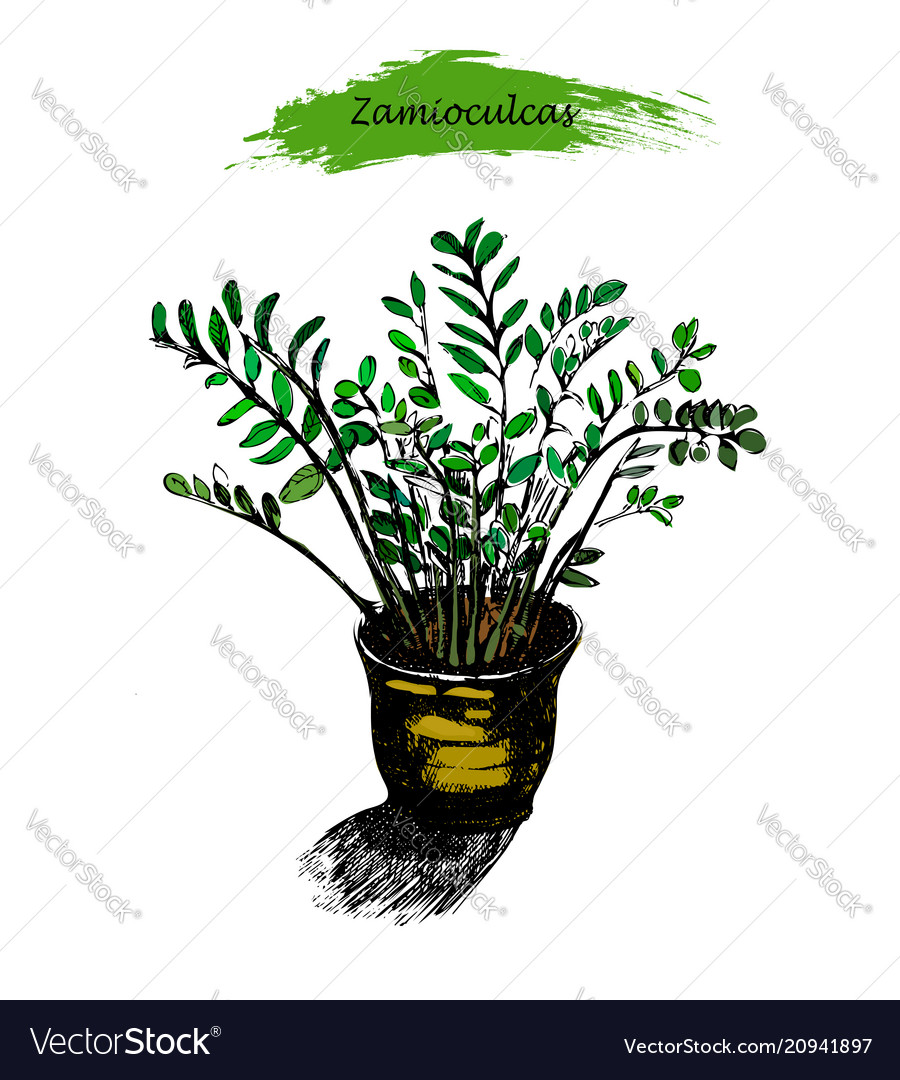 Zamioculcas In The Pot Sketch Of Tropical Plant Vector Image
