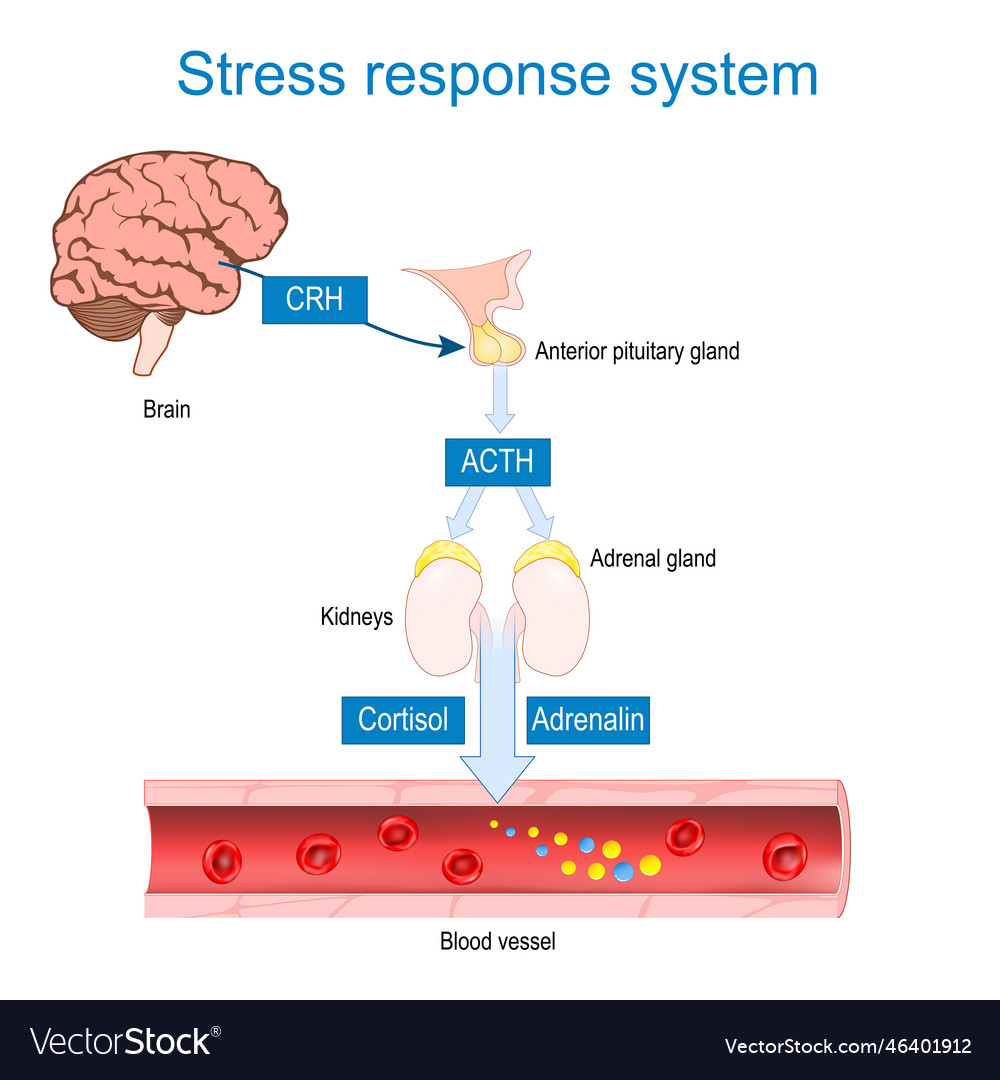Stress Hormones Cortisol And Adrenaline Royalty Free Vector