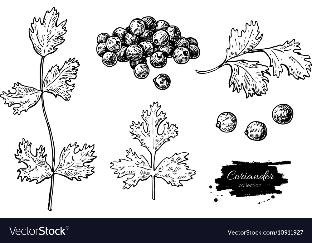 Coriander hand drawn set Royalty Free Vector Image