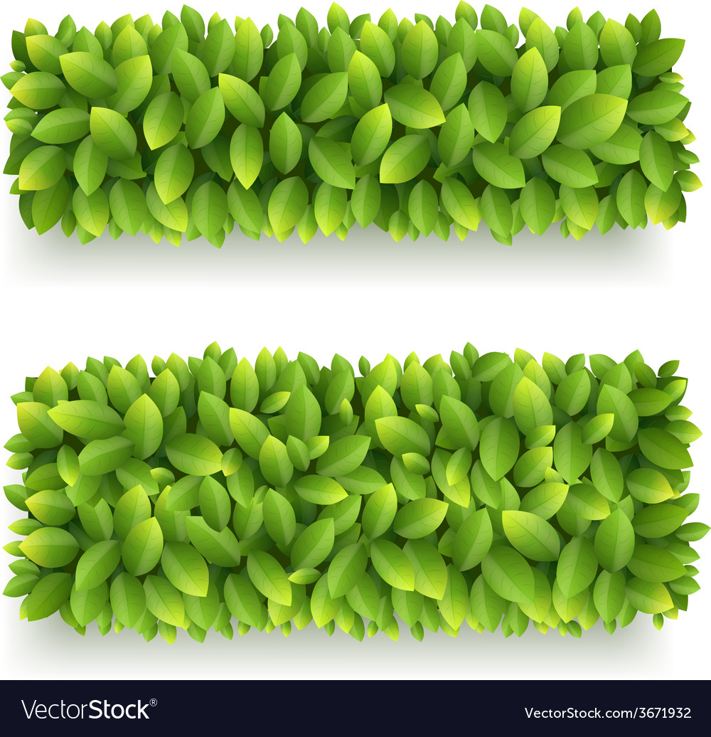 Banner with green leaves Royalty Free Vector Image