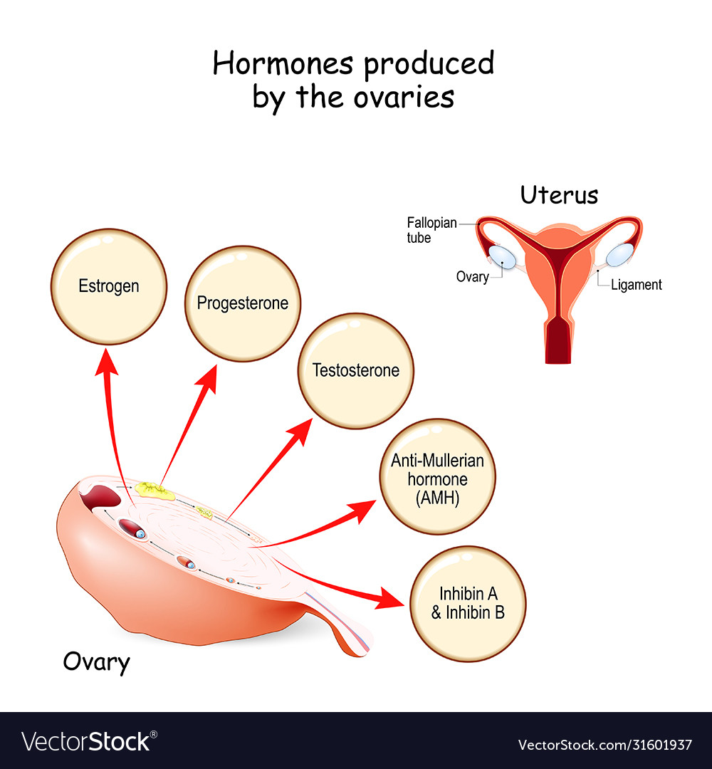 hormones-produced-ovaries-human-endocrine-vector-image-hot-sex-picture