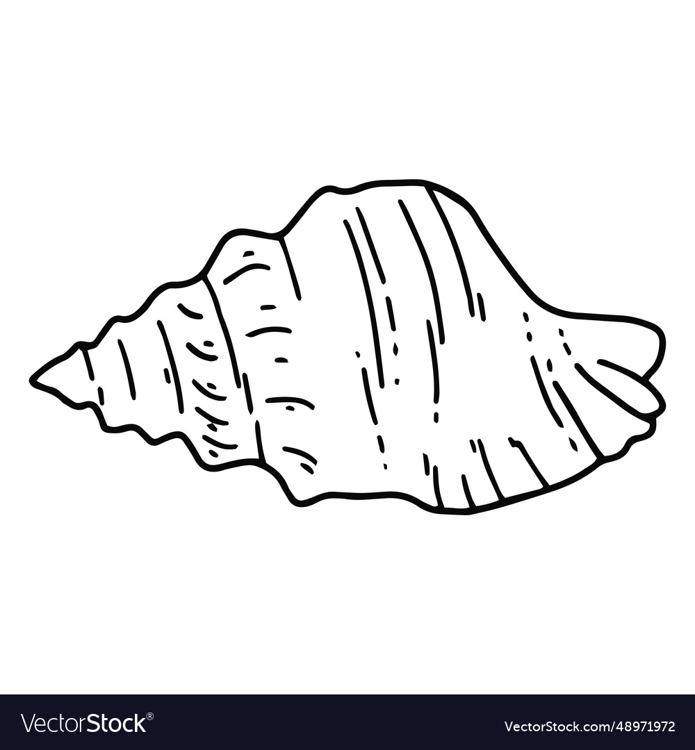 Seashell stroke Royalty Free Vector Image - VectorStock