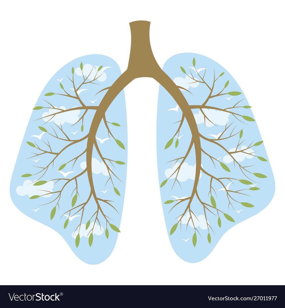 Human lungs respiratory system healthy lungs Vector Image